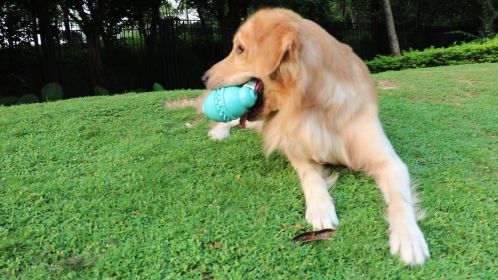 Bottle Shape Dog Chew Toy For
